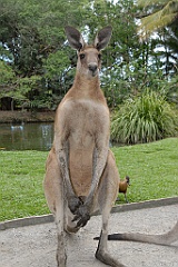 0821 Wildlife Habitat Port Douglas